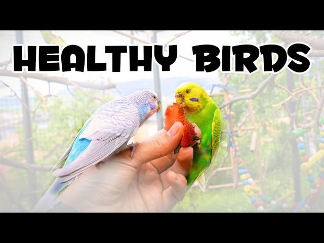 The Ultimate Guide to Budgie Diets & Feeding!