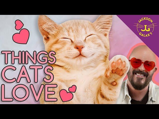 10 Things Your Cats Love the Most!