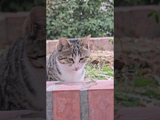 A cat that eats Chocolate milk