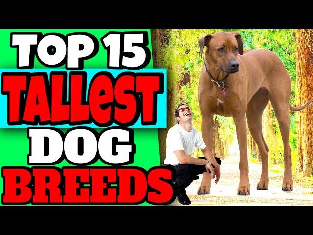 Top 15 Tallest Dog breeds - Worlds Tallest Dogs List