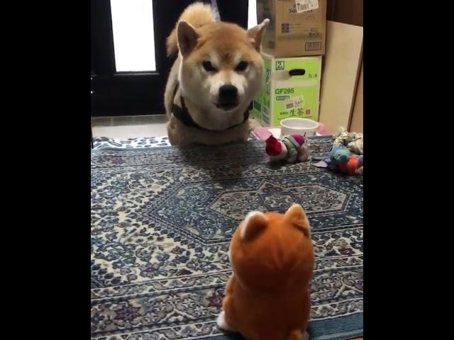 Собака ругается с игрушкой, повторяющей звуки
