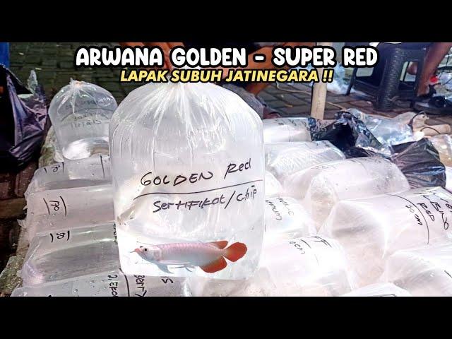 ARWANA GOLDEN - SUPER RED LAPAK SUBUH JATINEGARA‼️PASAR IKAN HIAS JATINEGARA‼️