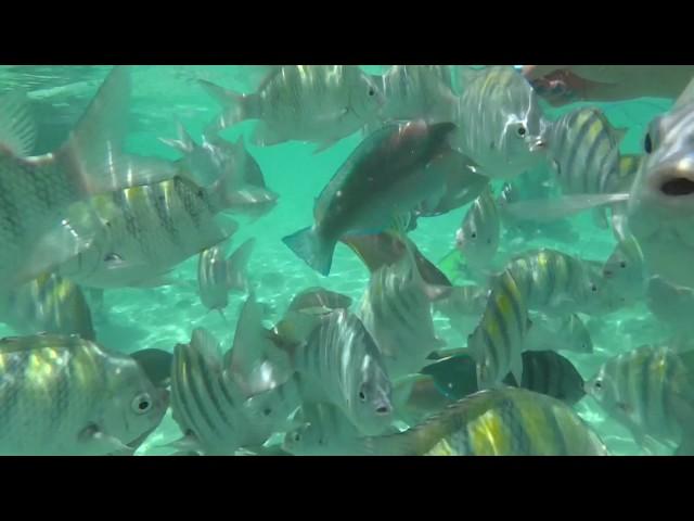 Feeding Frenzy at Coki Beach (Coral World) - US Virgin Islands