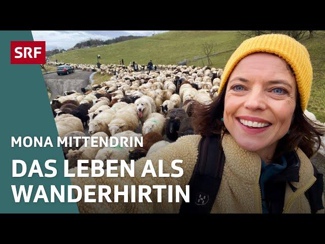 Auf Wanderung mit 650 Schafen – Eine Schäferin zwischen Idylle und Stress | Mona mittendrin | SRF