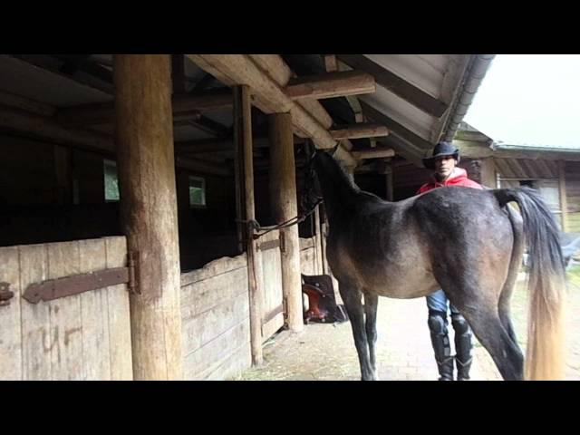 Breaking A Horse The Proper Way With Alvin R Boudy Jr.( part one)