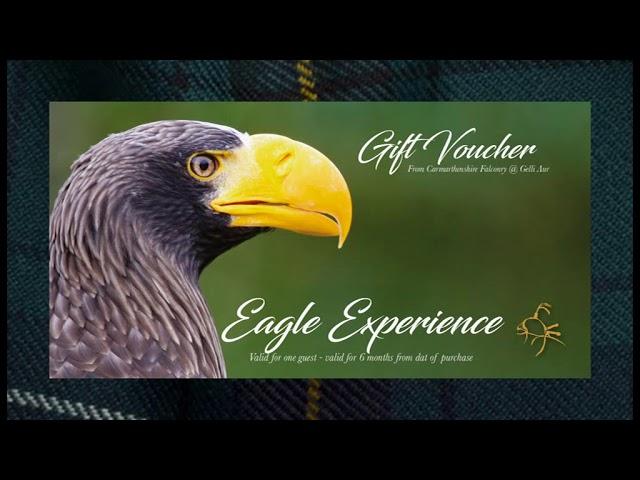 Carmarthenshire Falconry Gift vouchers for all our Experiences