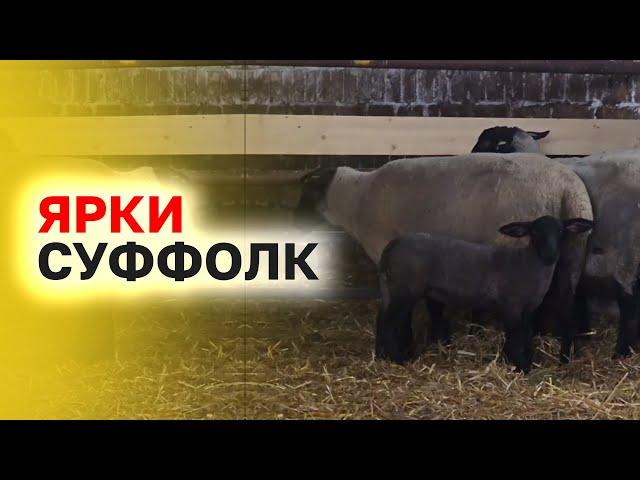 Овцы породы Суффолк Немецкой селекции из Германии! | #эльстадо #животноводство