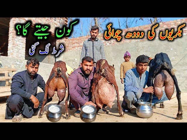 Goat Milking By Hand In Village || Best Milking Goats Bread In Pakistan