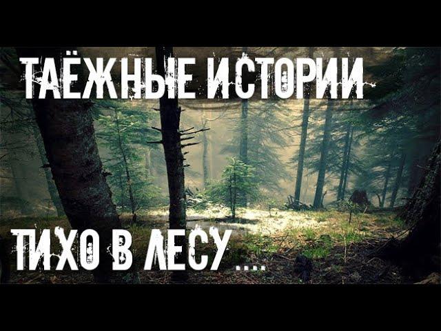 Не кричи в лесу, лисе это не нравиться. Страшные. Мистические. Творческие  рассказы.