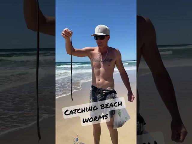 How to catch beach worms full edit search Living Free Fishing.