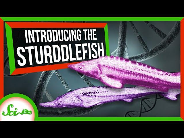 This Sturgeon-Paddlefish Hybrid Shouldn't Exist | SciShow News