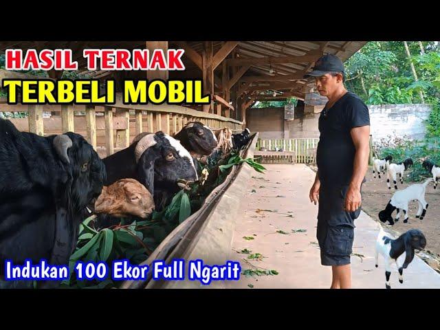 SUKSES ‼️  BREEDING KAMBING PAKAN FULL GRATIS