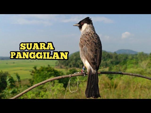 Suara Burung KUTILANG Gacor Memanggil Lawan, Kutilang Liar Langsung Nyaut dan Mendekat.