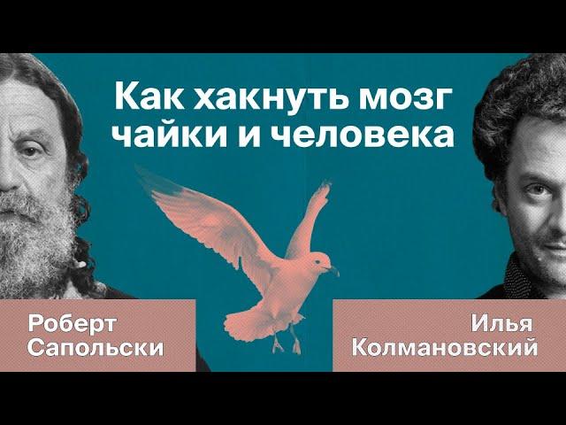 Роберт Сапольски о суперстимулах | Илья Колмановский, подкаст «Голый землекоп»