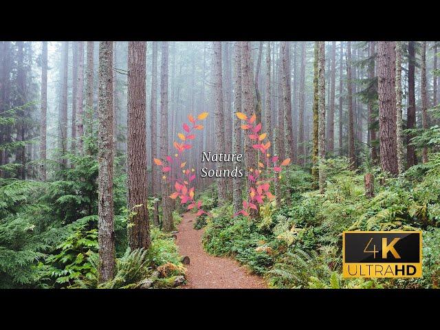 Relaxing Forest Virtual Walk | Scandinavian Woods Trail | Nature Sounds | 30min | 4K