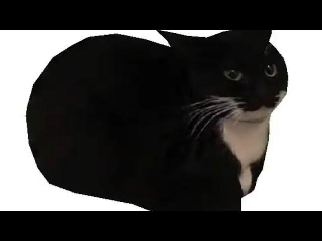Maxwell cat (animation meme?)