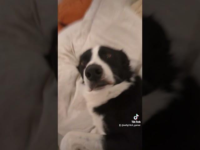 dog #dog #funnydog #bordercollie #funnydogvideo