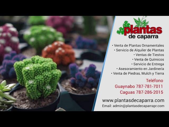 Plantas de Caparra