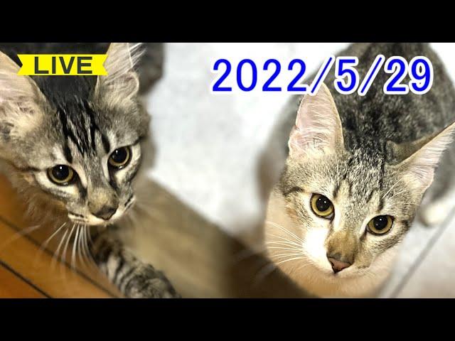 【ねこぱんちParaguay】かわいい子猫達の様子を南米より生配信2022/5/29(日）