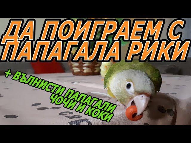 Да поиграем с папагала Рики и вълнистите Чочи и Коки