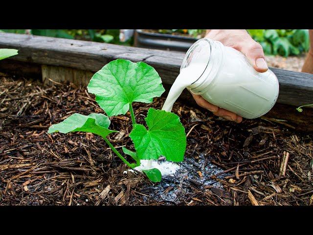 7 Clever Tips For Getting Massive Cucumber Harvests And Extending Your Season