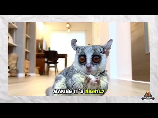 Galago Pet Bush Baby Owners Are Making a HUGE Mistake!