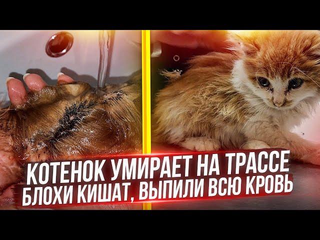 Котенка выкинули на трассу, он почти умер, его съели блохи. Несколько дней без еды, воды и тепла.