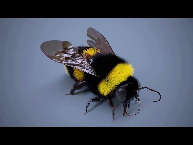 Bumble Bee Rigging in C4D R25 and onwards.  Part 1