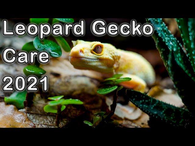 Leopard Gecko Complete Care Guide 2021