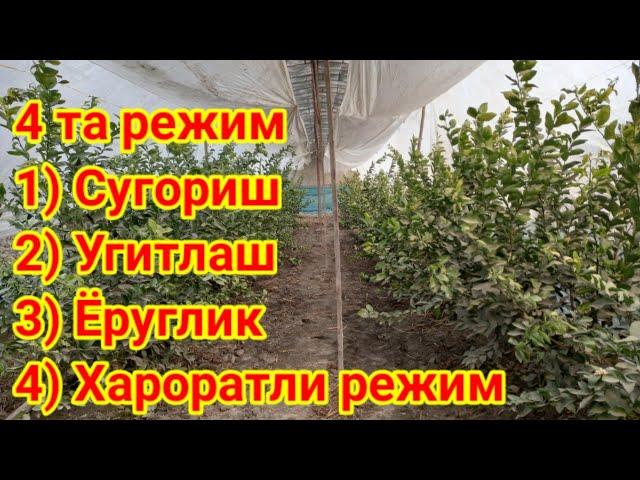 24 01 2022 Лимон учун керакли асосий 4 та режим. Шу билан Лимон тугри ривожланади