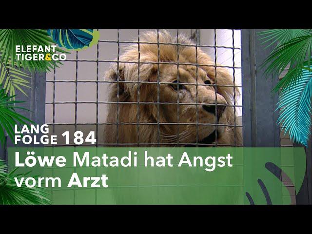 Der Doktor kommt zu den Löwen (Langfolge 184) | Elefant, Tiger & Co. | ARD