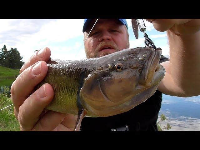 State Record CREEK CHUB? - Trout Fishing from Shore in the Black Hills