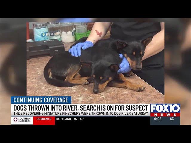 2 dogs thrown off Dog River Bridge, investigators searching for suspect