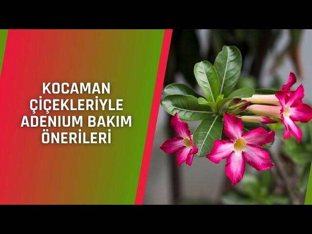 ADENIUM, ÇÖL GÜLÜ BAKIM ÖNERİLERİ | EVİNİZDE RENK CÜMBÜŞÜ