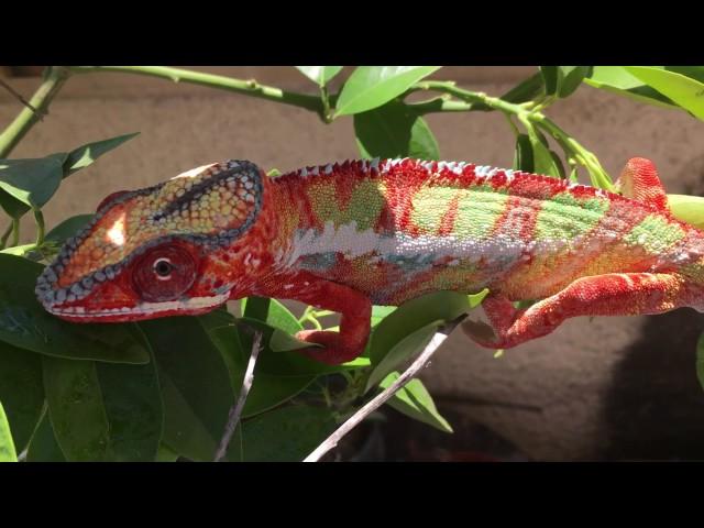 AMAZING Chameleon Color Change!