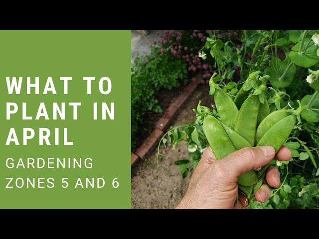 What to plant in your Garden in April [Zones 5 and 6]