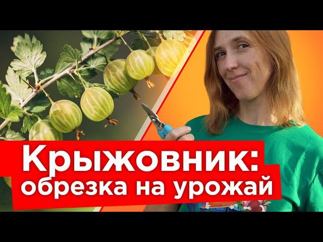 КРЫЖОВНИК БУДЕТ КРУПНЫМ И СЛАДКИМ ПОСЛЕ ТАКОЙ ОБРЕЗКИ ОСЕНЬЮ! Уход за крыжовником в сентябре