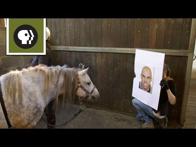 Horses Can Read Human Emotions!