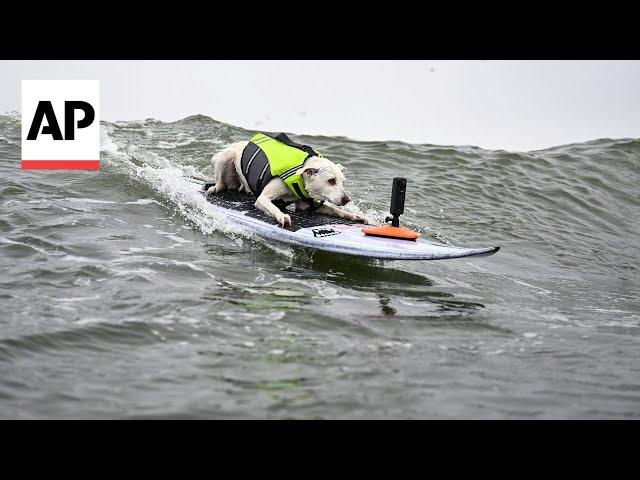 Surf’s up, paws down at the World Dog Surfing Championship