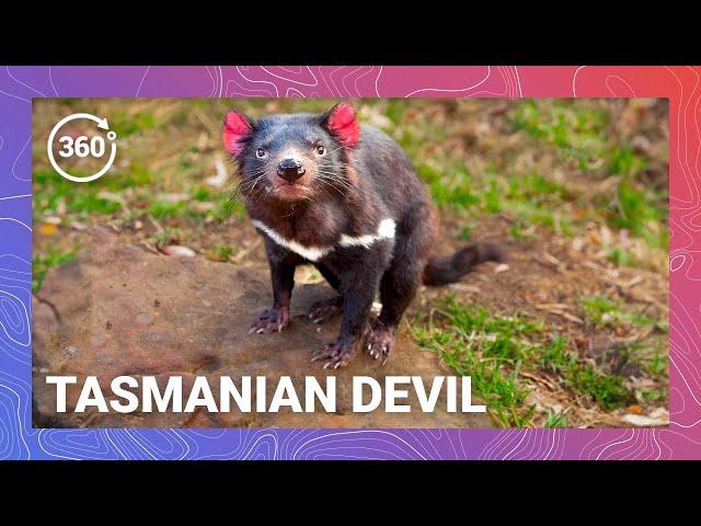 Screaming Symphony: Tasmanian Devil Harmony VR 360