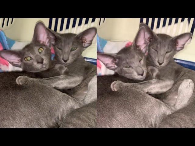 DELIGHTFUL PETERBALD CAT MOMENTS