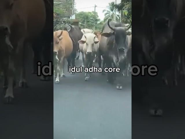 idul Adha core