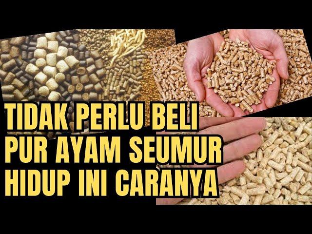 TIPS PINTAR MEMBUAT PUR AYAM MURAH BERKUALITAS PELET AYAM KAMPUNG DARI BAHAN ALAMI || TERNAK AYAM