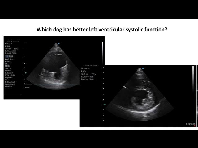 Introduction to Veterinary Echocardiography