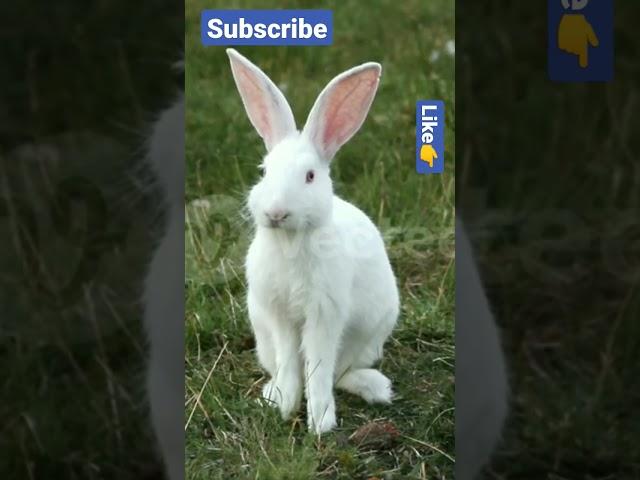 genius / famous rabbit video #animals #shorts