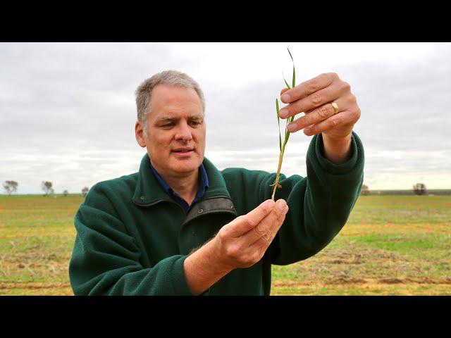 Long coleoptile wheat: Approach and results from the first season