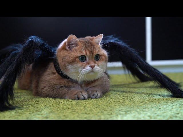 It's hard to be a spider-cat on Halloween