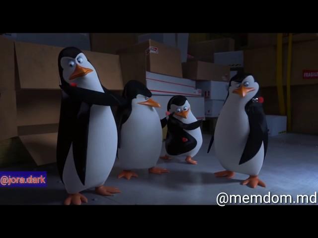 PINGUINII DIN MOLDOVA 3 | MEMDOM