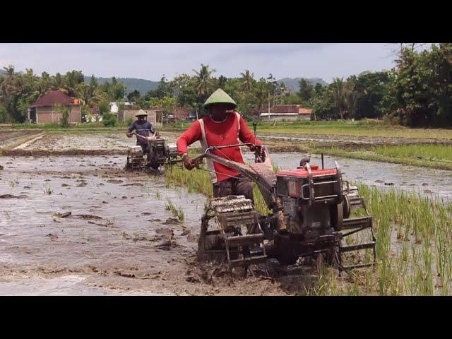 Bajak Sawah Cepat..!! Traktor Sawah Yanmar TF 85 MLYdi Bekerja Bersama di Sore hari