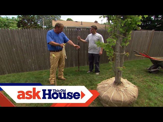 How to Plant a Large-Shade Tree | Ask This Old House